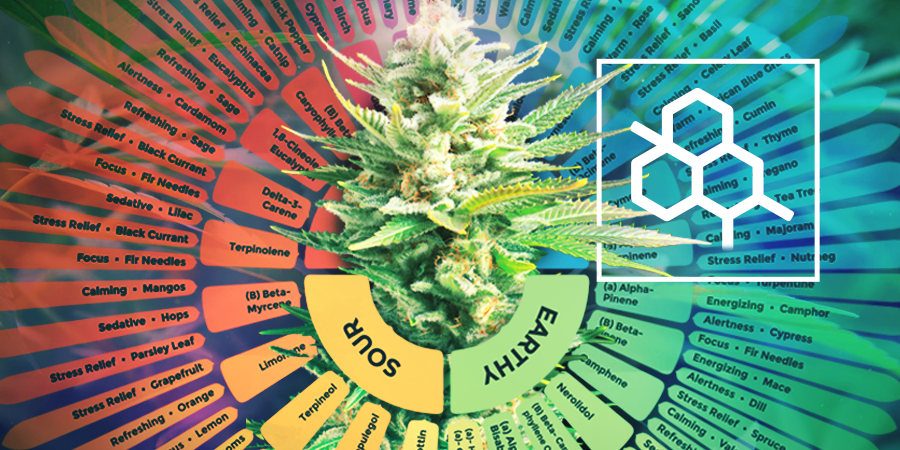 Everything You Need To Know About Terpenes Cannabis Grow Guide 9788